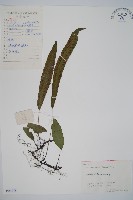 單葉雙蓋蕨藏品圖，第1張