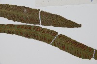 單葉雙蓋蕨藏品圖，第3張