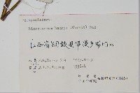 大星蕨藏品圖，第2張