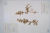 燈龍草藏品圖，第1張