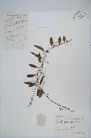 抱石蓮藏品圖，第1張