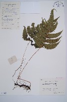 華東安蕨藏品圖，第1張