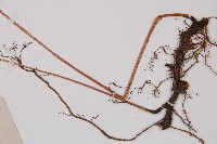 華東安蕨藏品圖，第4張