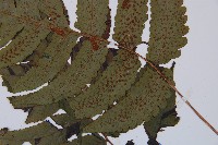 華東安蕨藏品圖，第5張