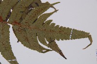 華東安蕨藏品圖，第6張