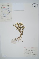 蛇足石杉、千層塔藏品圖，第1張