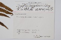 黃山鱗毛蕨藏品圖，第2張