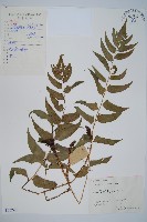 貫眾蕨藏品圖，第1張