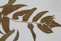 貫眾蕨藏品圖，第4張