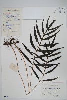 橢圓線蕨藏品圖，第1張