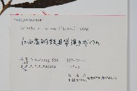 橢圓線蕨藏品圖，第2張