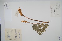 大陰地蕨、大羽陰地蕨藏品圖，第1張