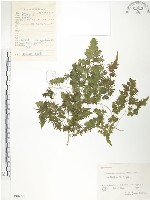 海金沙藏品圖，第1張