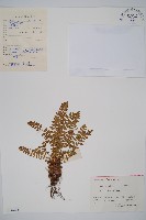 岩蕨藏品圖，第1張