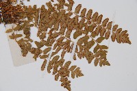 岩蕨藏品圖，第3張