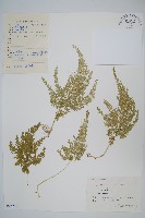 江南卷柏藏品圖，第1張