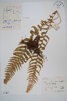 翅軸假金星蕨、短柄卵果蕨藏品圖，第1張