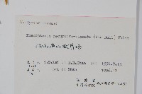 翅軸假金星蕨、短柄卵果蕨藏品圖，第2張