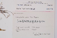 登錄號:P006299藏品圖，第2張