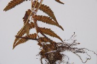 登錄號:P006299藏品圖，第3張