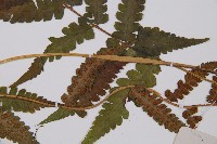 登錄號:P006299藏品圖，第4張