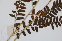 華中介蕨藏品圖，第4張