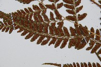 華中介蕨藏品圖，第5張