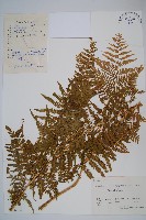 針毛蕨藏品圖，第1張