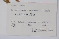 針毛蕨藏品圖，第2張