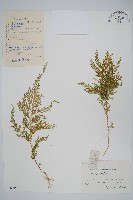 玉山卷柏藏品圖，第1張