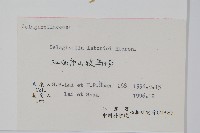 玉山卷柏藏品圖，第2張