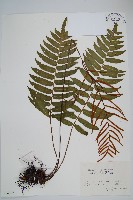 華東瘤足蕨藏品圖，第1張