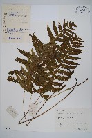 柔葉凸軸蕨藏品圖，第1張