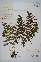 禾稈蹄蓋蕨藏品圖，第1張