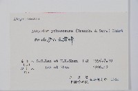 禾稈蹄蓋蕨藏品圖，第2張