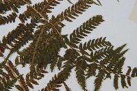 禾稈蹄蓋蕨藏品圖，第4張