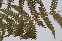 禾稈蹄蓋蕨藏品圖，第5張