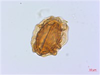 禾稈蹄蓋蕨藏品圖，第4張