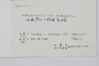 東方莢果蕨藏品圖，第2張