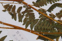 登錄號:P006313藏品圖，第3張