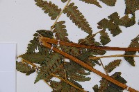 登錄號:P006313藏品圖，第4張