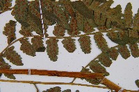 登錄號:P006313藏品圖，第5張