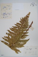 倒鱗耳蕨藏品圖，第1張