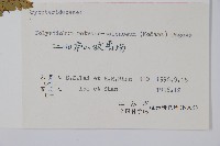 倒鱗耳蕨藏品圖，第2張