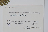 紫柄蕨藏品圖，第2張