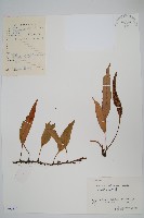 石葦藏品圖，第1張