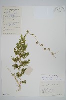 疏葉卷柏藏品圖，第1張