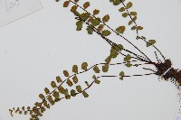 鐵角蕨藏品圖，第3張