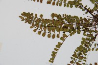 鐵角蕨藏品圖，第4張