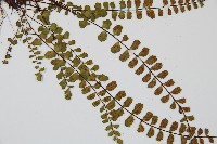 鐵角蕨藏品圖，第5張